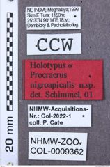Etikett zu Megapenthes angularis (LeConte, 1866)